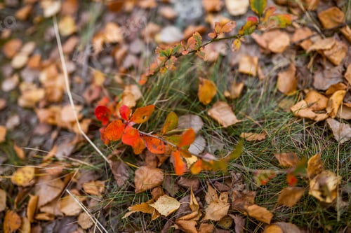Preview: Closeup shot of a plant with orange leaves in autumn