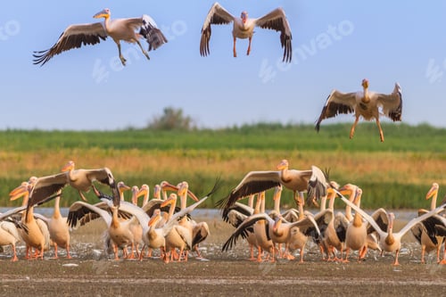 Preview: white pelicans (pelecanus onocrotalus)