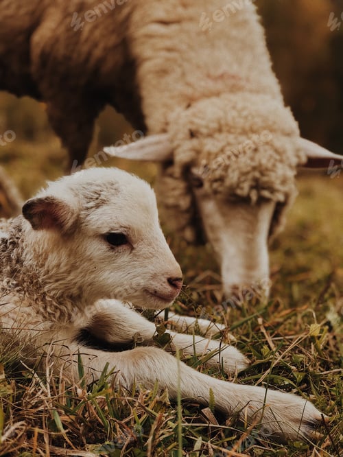 Preview: Lamb with his mother