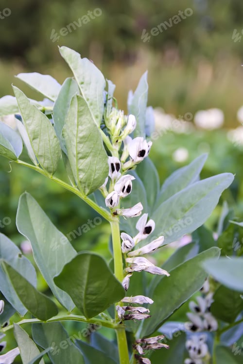 Preview: Organic vegetables grow on the farm field. Flowering beans.