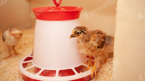 Preview: small chicken in chicken coop