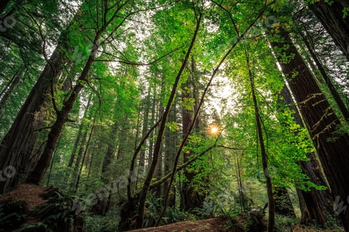 Preview: Sunrise In The The Redwoods At Redwoods National And State Parks California