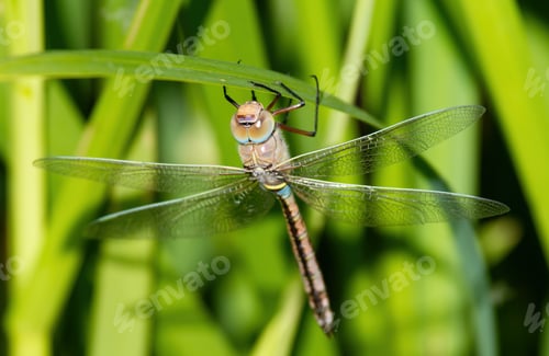 Preview: Vagrant Emperor, Hemianax ephippiger. Dragonfly clings to the leaf of the plant.