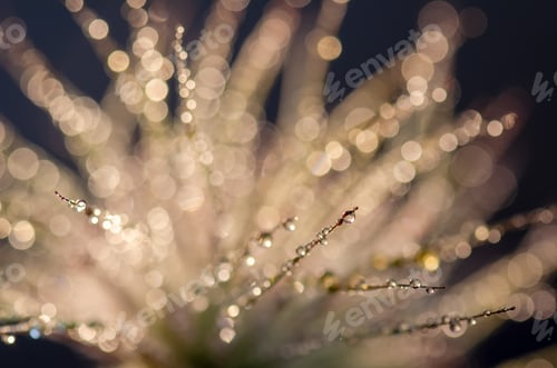 Preview: Drops of water on the fluff of a plant closeup, bokeh, bokeh background.