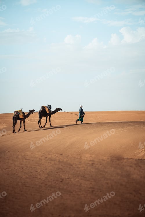 Preview: Portrait picture of berber walking with camels in Merzouga Sahara Morocco