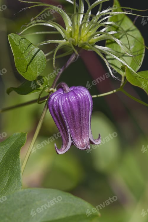 Preview: Vase Vine (Clematis Viorna). Called Bluebill And Leather Flower Also