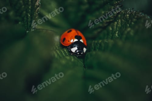 Preview: ladybug on a leaf