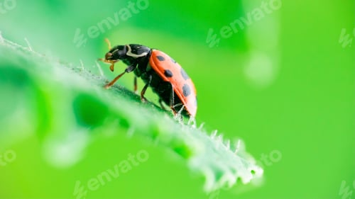 Preview: Ladybug over green leaf