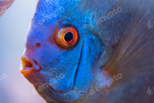 Vista previa: Colorful fish from the spieces Symphysodon discus in aquarium.