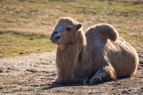 Preview: Camel resting on the sand
