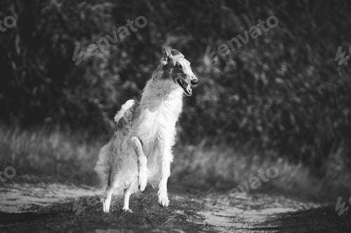 Preview: Russian Dog, Borzoi Dog Playfully Jumping On Walk. Fast Russian Hunting Sighthound. Russkaya Psovaya