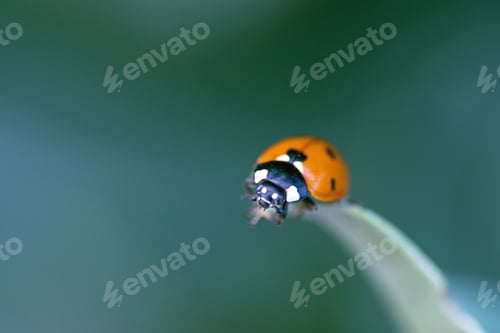 Preview: Macro of a ladybug in the wild perched on the grass