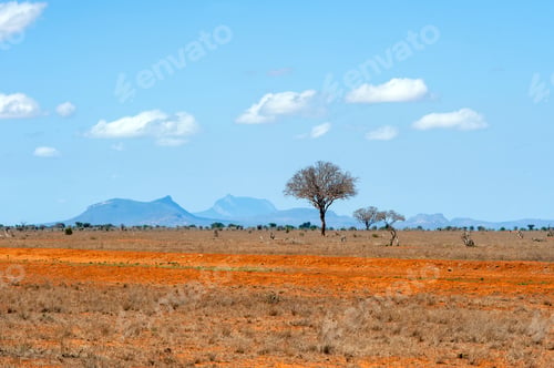Preview: Landscape with nobody tree in Africa