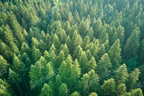 Preview: Aerial view of green pine forest with dark spruce trees. Nothern woodland scenery from above