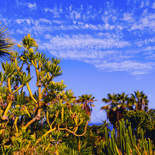 Aperçu: Tropical green background. Palms and cacti. Canary Islands. Tene