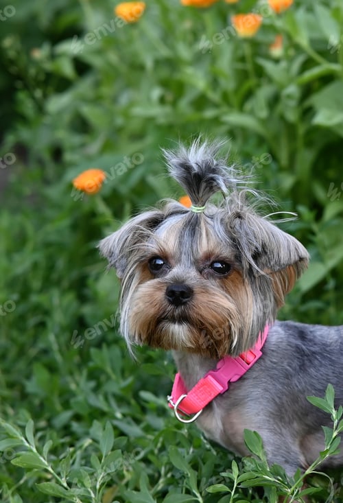 Preview: Cute dog photography, yorkshire terrier photo