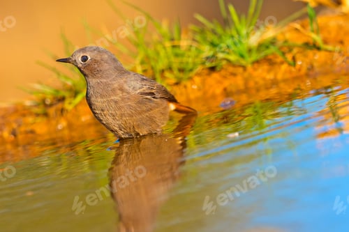Preview: Female Black Redstart, Forest Pond, Mediterranean Forest, Spain