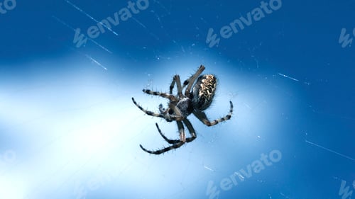 Preview: Tarantula in micro-photography.Creative. A spider with a beautiful pattern on its back weighs on a