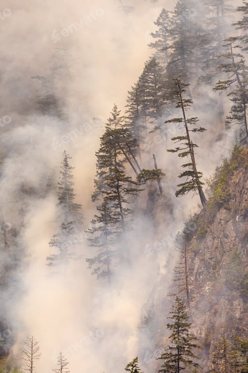 Preview: Smoke Rising Above Tall Trees During a Forest Fire in Squamish, Canada