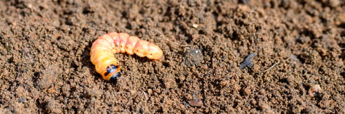 Preview: cossus cossus caterpillar of a wood worm odorous or willow insect pest on the soil. banner