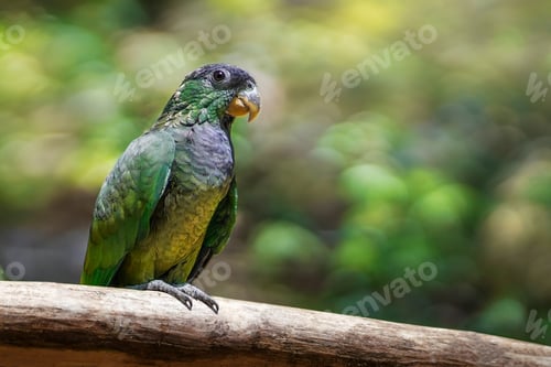 Preview: Scaly-headed Parrot bird (Pionus maximiliani)