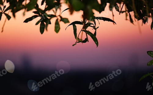 Preview: Beautiful twilight sunset landscape closeup tree leaf blur background