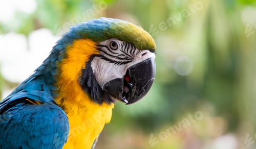 Preview: beautiful Blue-and-Yellow Macaw in rainforest