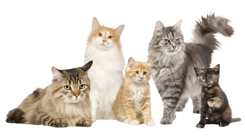 Preview: cat, kitten, pet, isolate