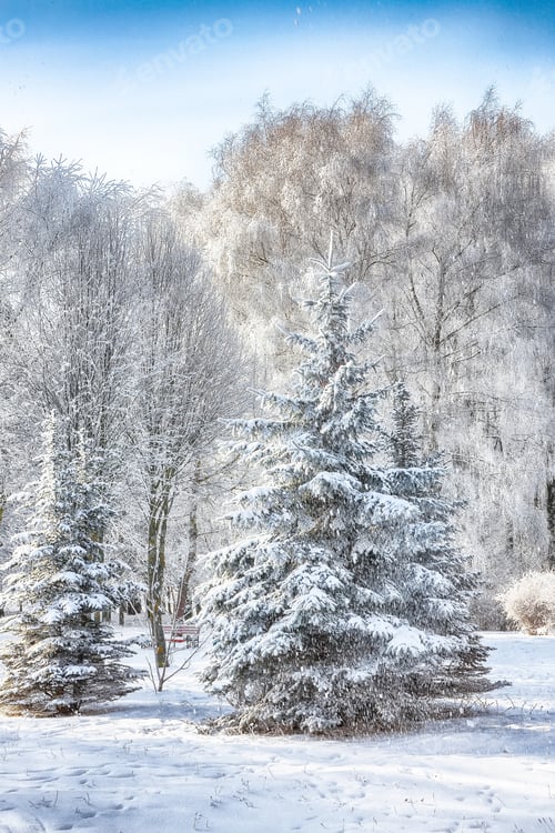 Preview: Majestic landscape with snow-covered trees in the city park.