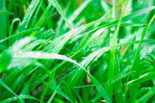 Preview: green fresh juicy spring grass whith dew drops