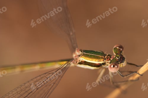 Preview: Dragonfly (Lestes Barbarus)