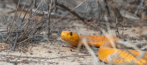 Preview: Selective focus of a cape cobra in a field with a blurry background