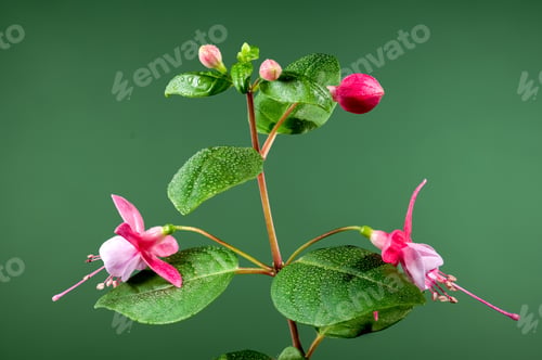 Preview: Blooming pink Fuchsia Claudia on a green background