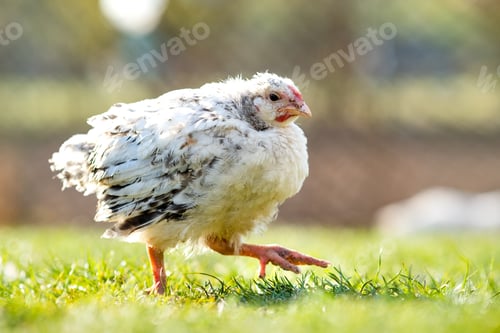 Preview: Hen feed on traditional rural barnyard.