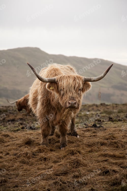 Preview: Vertical shot of a brown Scottish highland cattle