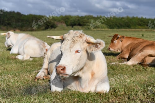 Preview: Alpine beige cow resting on the grass
