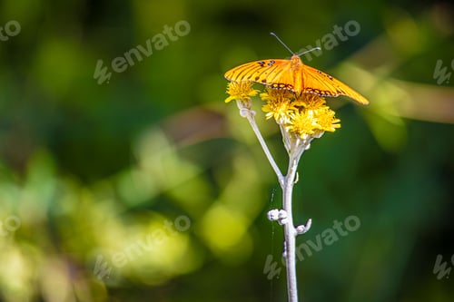 Preview: Butterfly perched upon a flower in Midtown Sacramento, CA