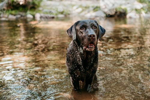 Preview: beautiful black labrador dog swimming in river. Nature and pets , adventure time
