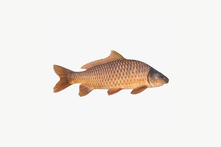 Preview: Lateral view of a carp