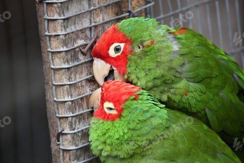 Preview: Closeup shot of colorful parakeets
