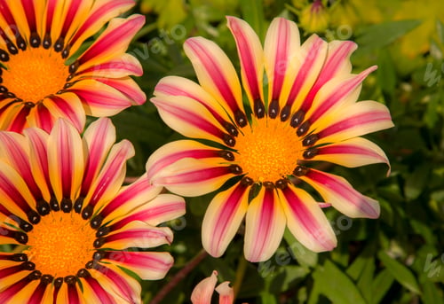 Preview: Gazania