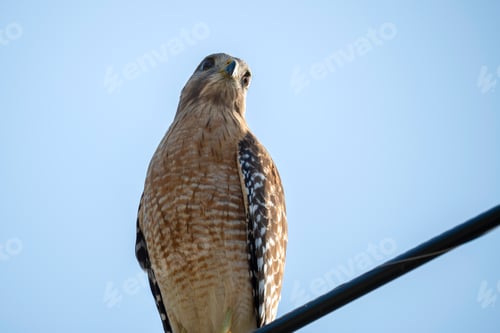 Preview: The red-shouldered hawk bird perching on electric cable looking for prey to hunt