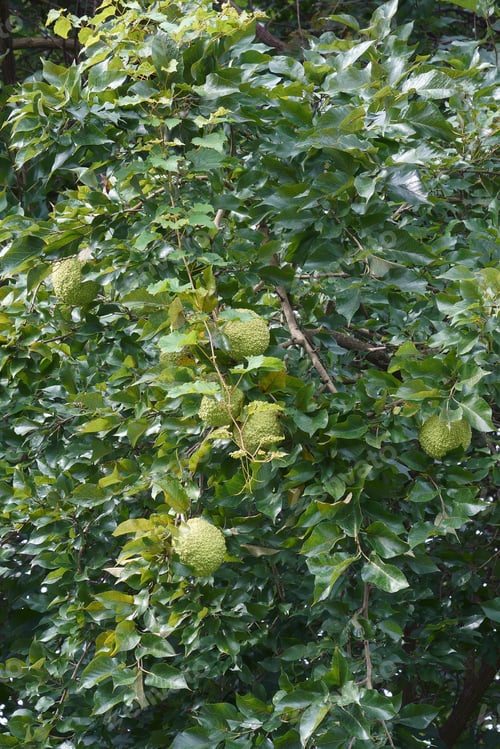 Preview: Osage Orange (Maclura Pomifera). Called Hedge Apple, Horse Apple, Bois D'Arc, Bodark, Monkey Ball