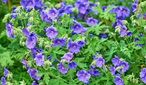 Preview: Blue Geranium