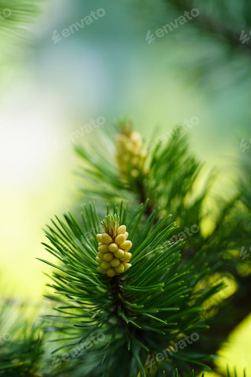 Preview: Pollen cone on a branch of pine