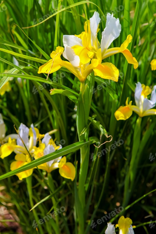 Preview: Yellow iris flowers in the field