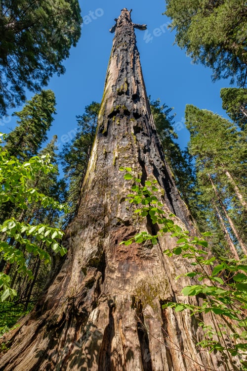 Preview: Dead sequoia tree in Calaveras Big Trees State Park