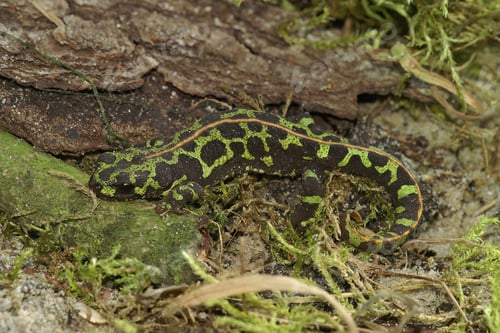 Preview: High angle shot of a marbled newt salamander on a forest floor