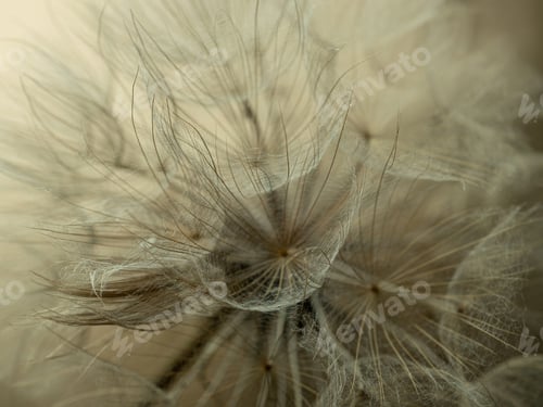 Preview: Abstract dandelion flower background, extreme closeup. Big dandelion on natural background. Art phot