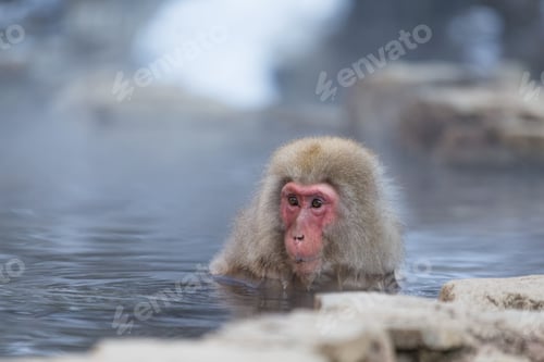 Preview: Snow monkey taking bath with hot spring water,